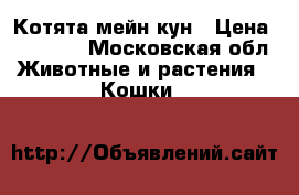 Котята мейн кун › Цена ­ 15 000 - Московская обл. Животные и растения » Кошки   